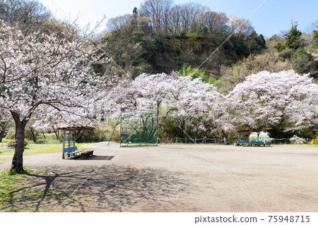 Tokyo Tamagawa Green Zone Baseball Field Bench and Cherry Blossoms Tokyo Tamagawa Green Zone Baseball Field Bench and Cherry Blossoms 75948715