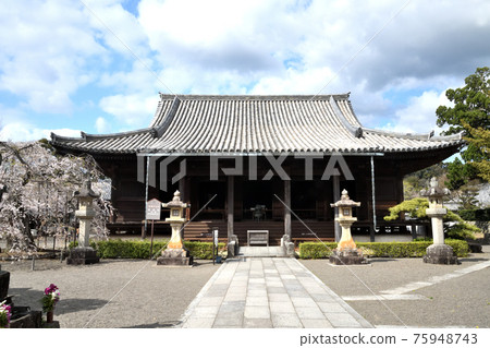 Dojoji main hall and weeping cherry blossoms 75948743