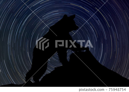 Bear on rock at night with startrail in the background Bear on rock at night with startrail in the background 75948754