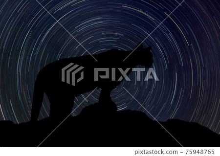 Cougar at night with startrail in the background Cougar at night with startrail in the background 75948765