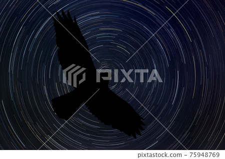 Hawk at night with startrail in the background Hawk at night with startrail in the background 75948769