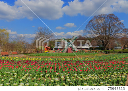 鬱金香領域 鬱金香領域 75948813