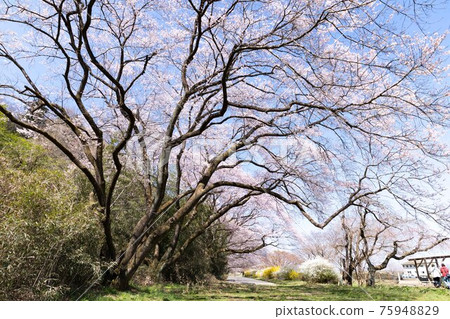 東京多摩川綠地中的櫻花和藍天 東京多摩川綠地中的櫻花和藍天 75948829