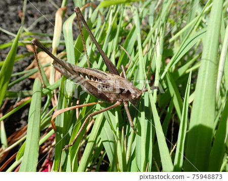 Brown Mecopoda elongata 75948873