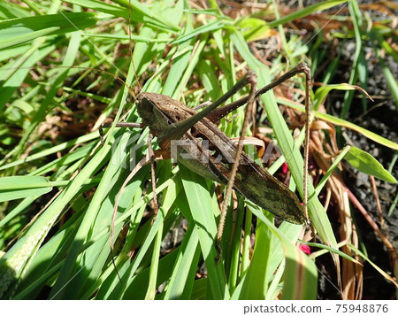 Brown Mecopoda elongata 75948876