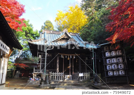 神奈川縣藤澤市諏訪神社本宮和院內秋景 神奈川縣藤澤市諏訪神社本宮和院內秋景 75949072