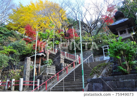 Autumn scenery near the entrance stairs of Suwa Shrine in Fujisawa City, Kanagawa Prefecture Autumn scenery near the entrance stairs of Suwa Shrine in Fujisawa City, Kanagawa Prefecture 75949073