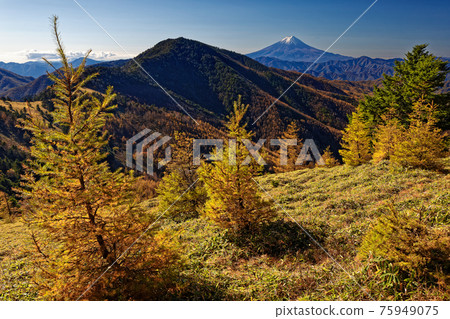 View of the yellow leaves of Japanese larch and Mt. Koganezawa / Mt. Fuji at the Daibosatsu Renrei / Ishimaru Pass View of the yellow leaves of Japanese larch and Mt. Koganezawa / Mt. Fuji at the Daibosatsu Renrei / Ishimaru Pass 75949075