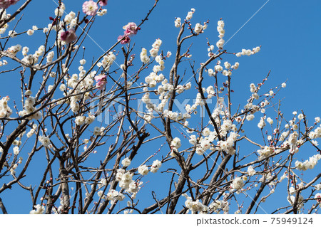 Shiraume / Yae winter solstice Shiraume / Yae winter solstice 75949124