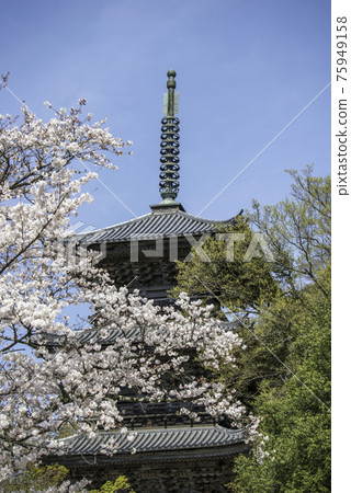 Cherry blossoms in full bloom and the triple tower of Kiyomizu Temple (Yasugi City, Shimane Prefecture) Cherry blossoms in full bloom and the triple tower of Kiyomizu Temple (Yasugi City, Shimane Prefecture) 75949158