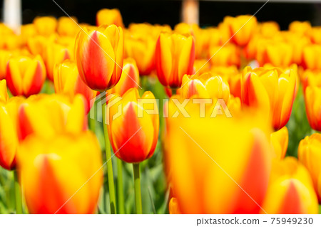Tulip field in full bloom (March) Tulip field in full bloom (March) 75949230