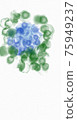 Hydrangea 75949237