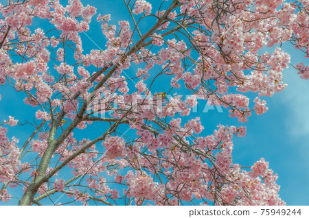 Meiro stopping on the cherry tree Meiro stopping on the cherry tree 75949244
