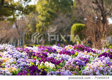 Aichi Prefecture Nagoya City Meijo Park Aichi Prefecture Nagoya City Meijo Park 75949434
