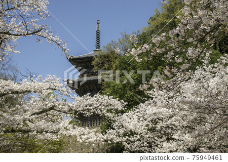 Cherry blossoms in full bloom and the triple tower of Kiyomizu Temple (Yasugi City, Shimane Prefecture) 75949461