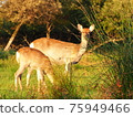 Deer parent and child bathing in the setting sun 75949466