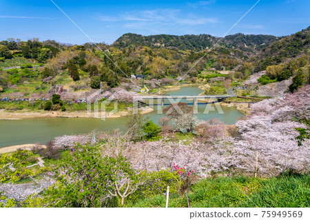 Sakura at Sakuma Dam Lake Water Park 75949569
