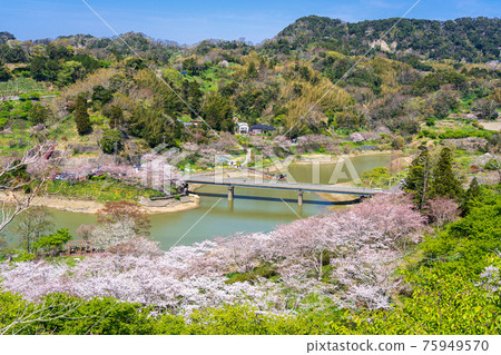 Sakura at Sakuma Dam Lake Water Park 75949570