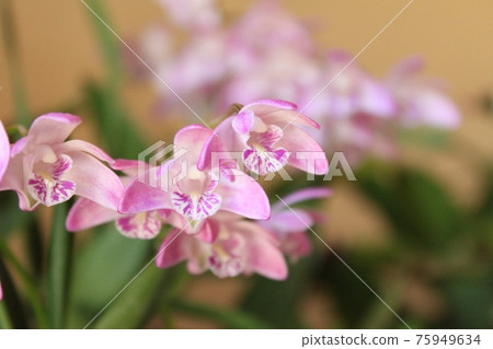 Pink orchid Pink orchid 75949634