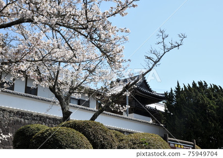 Nansho-ji Temple and Sakura (Shirahama Town, Wakayama Prefecture) Nansho-ji Temple and Sakura (Shirahama Town, Wakayama Prefecture) 75949704