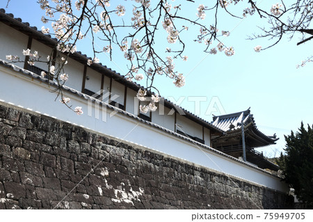 南勝寺和櫻花(和歌山縣白浜町) 南勝寺和櫻花(和歌山縣白浜町) 75949705