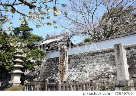 南勝寺和櫻花(和歌山縣白浜町) 南勝寺和櫻花(和歌山縣白浜町) 75949706