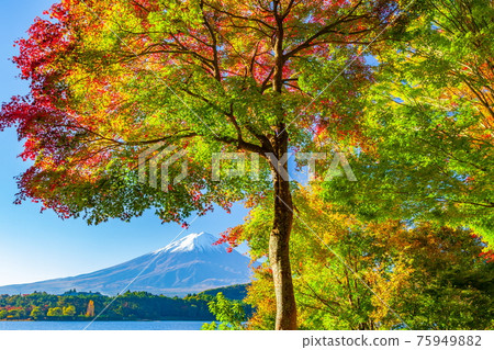 山梨縣富士河口湖町河口湖的富士山和秋葉 山梨縣富士河口湖町河口湖的富士山和秋葉 75949882