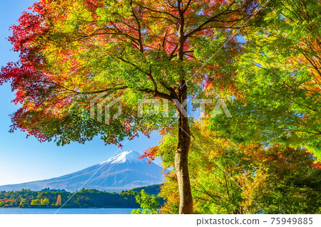 山梨縣富士河口湖町河口湖的富士山和秋葉 75949885