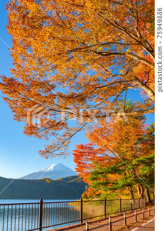 山梨縣富士河口湖町河口湖的富士山和秋葉 75949886