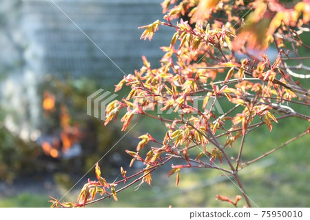 Fresh green of maple Fresh green of maple 75950010