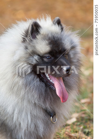 Portrait of cute wolfspitz puppy in autumn park. 75950035