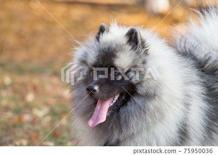 Cute wolfspitz puppy standing in the autumn park. 75950036