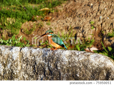 Landscape with Kingfishers Landscape with Kingfishers 75950051