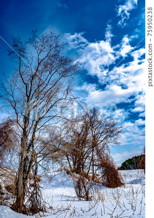 大自然中的死樹 大自然中的死樹 75950238