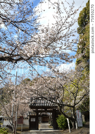 Semuiji Temple Sanmon(和歌山縣有田區湯淺町) Semuiji Temple Sanmon(和歌山縣有田區湯淺町) 75950270