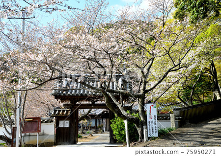 Semuiji Temple Sanmon(和歌山縣有田區湯淺町) Semuiji Temple Sanmon(和歌山縣有田區湯淺町) 75950271