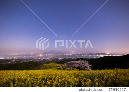 《長崎縣白峰高原》月光下盛開的菜花田 75950337