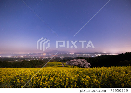 《長崎縣白峰高原》白峰高原的菜花田野和夜景 《長崎縣白峰高原》白峰高原的菜花田野和夜景 75950339