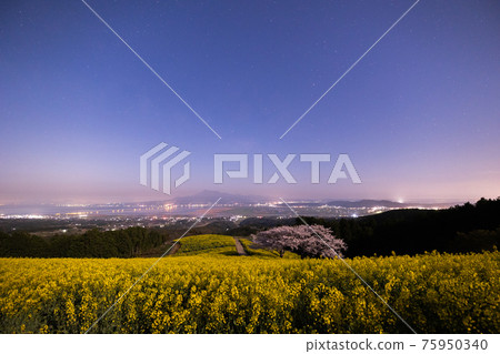 《長崎縣白峰高原》月光下盛開的櫻花和油菜花 75950340