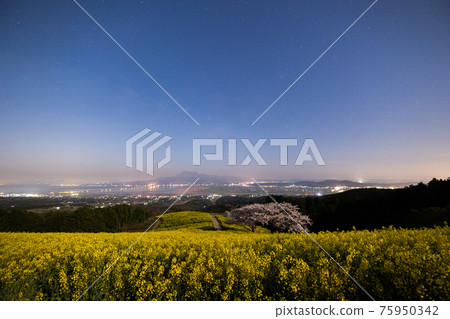《長崎縣白峰高原》月光下盛開的櫻花和油菜花 75950342