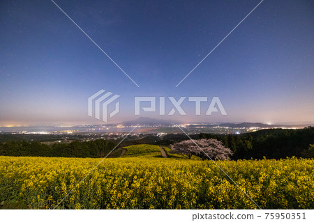 《Shirakimine Plateau, Nagasaki Prefecture》 Cherry blossoms and rape blossoms in full bloom under moonlight 《Shirakimine Plateau, Nagasaki Prefecture》 Cherry blossoms and rape blossoms in full bloom under moonlight 75950351