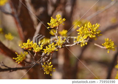 Golden cornel 75950390