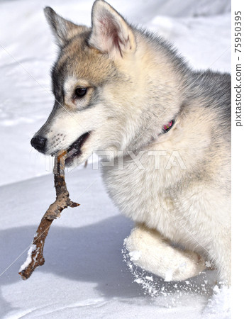 Siberian Husky puppy has a lot of fun playing in the snow on a frosty sunny day  75950395