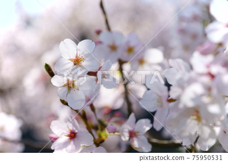 Yoshino cherry tree in full bloom 5 Yoshino cherry tree in full bloom 5 75950531