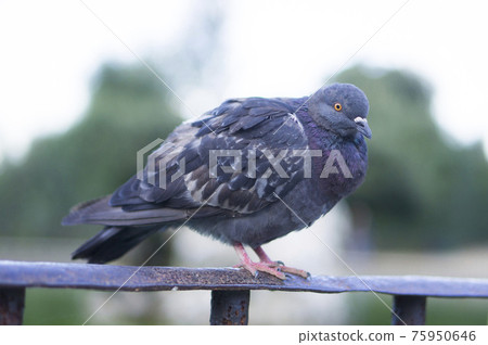Italy Florence Boboli Gardens Dove Italy Florence Boboli Gardens Dove 75950646