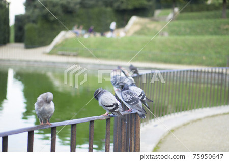 Italy Florence Boboli Gardens Pigeons 75950647