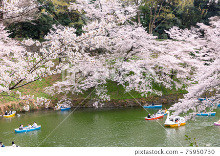 Cherry blossoms and boats at Chidorigafuchi Cherry blossoms and boats at Chidorigafuchi 75950730