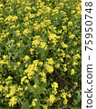 Feel the spring in the rape field 75950748