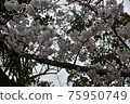 Yoshino cherry tree full bloom 75950749