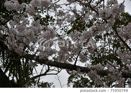 Yoshino cherry tree full bloom 75950749